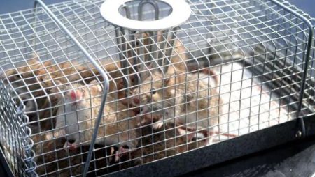 MOUSE PLAGUE LEADS TO DOUBLING OF LEPTOSPIROSIS CASES IN QUEENSLAND