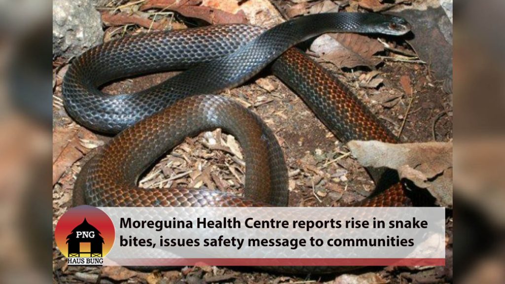 RAINY SEASON PROVIDES AN OPPORTUNE TIME FOR SNAKES TO STRIKE – PNG Haus ...